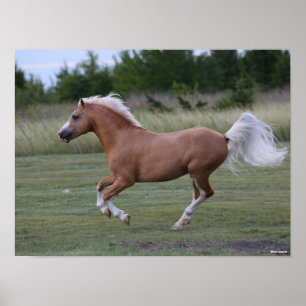 Affiche Bob Langrish   Palomino Welsh Pony Running