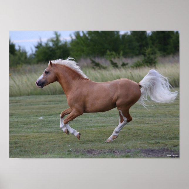 Affiche Bob Langrish | Palomino Welsh Pony Running (Devant)