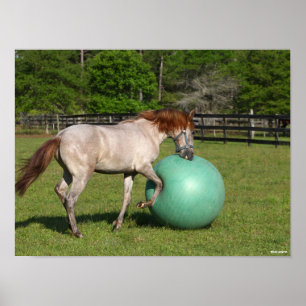 Affiche Bob Langrish   Paso Fino Cheval Jouer Avec Ball