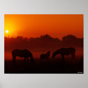 Affiche Bob Langrish   Pâturage à trois chevaux au coucher