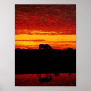 Affiche Bob Langrish Pâturage arabe à cheval au couche