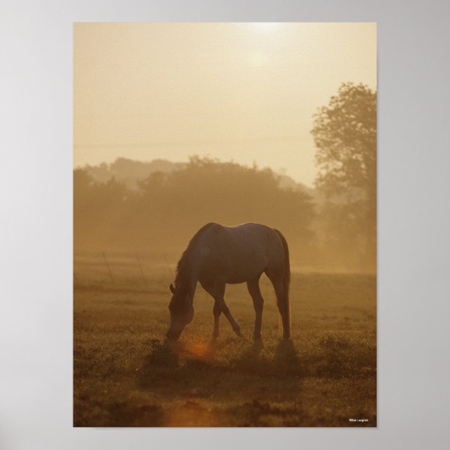 Affiche Bob Langrish | Pâturage arabe au coucher du soleil (Devant)