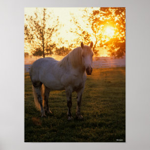 Affiche Bob Langrish Percheron gris debout Au coucher Du