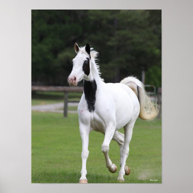 Affiche Bob Langrish | Pinto Warmblood (Devant)