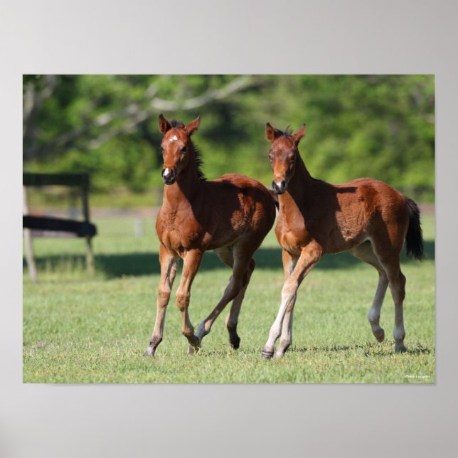 Affiche Bob Langrish | Quart de chevaux Foals Together (Devant)