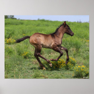 Affiche Bob Langrish   Quart Horse Foal Running