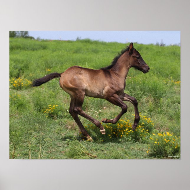 Affiche Bob Langrish | Quart Horse Foal Running (Devant)