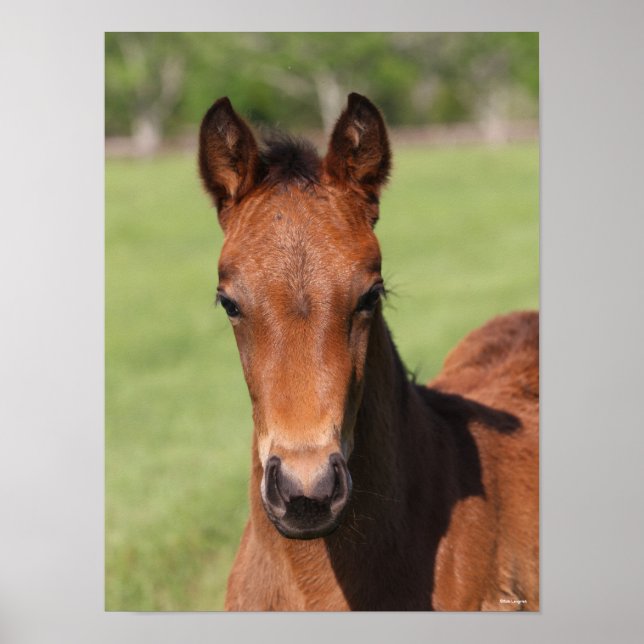 Affiche Bob Langrish | Quarter Horse Foal Headshot (Devant)