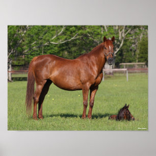 Affiche Bob Langrish Quarter Horse Mare and Foal Standing