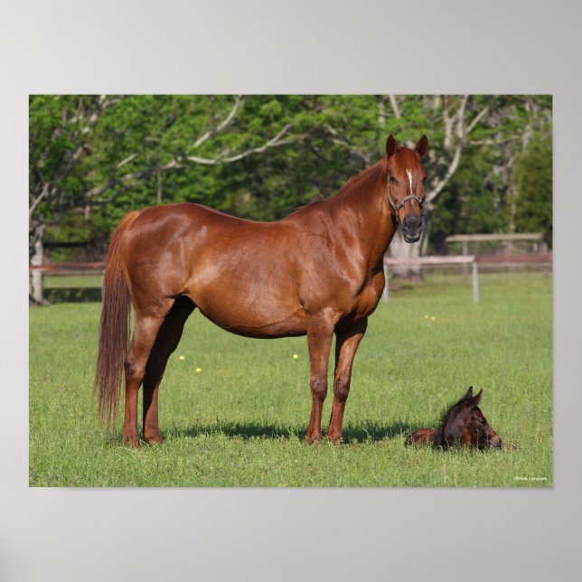 Affiche Bob Langrish Quarter Horse Mare and Foal Standing (Devant)