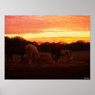 Affiche Bob Langrish   Quatre chevaux pâturant au coucher 