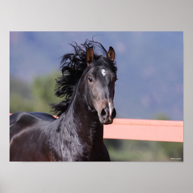 Affiche Bob Langrish | Retour Casque andalou (Devant)