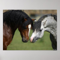 Bob Langrish | Réunion des Poney de Bay et Grey We