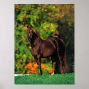 Affiche Bob Langrish Rocky Mountain Horse Standing Autumn