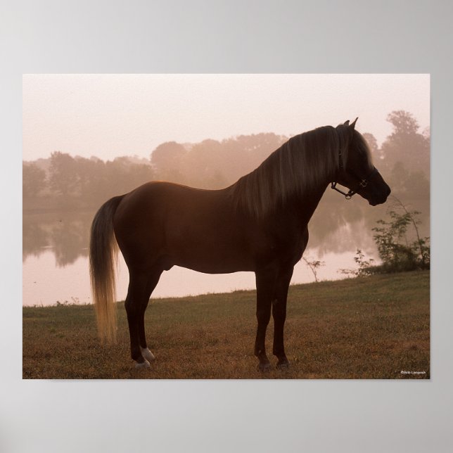 Affiche Bob Langrish Rocky Mountain Horse Standing Backlit (Devant)