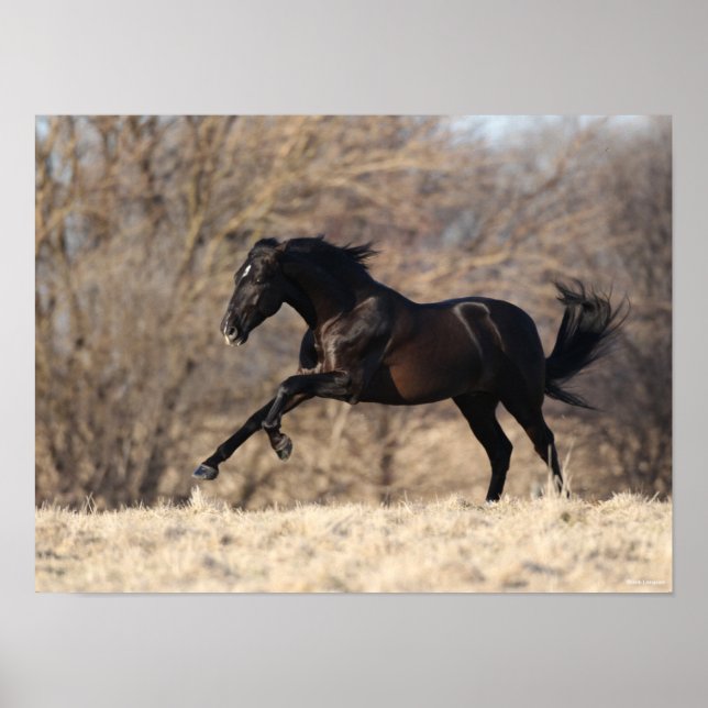 Affiche Bob Langrish | Running Andalucian (Devant)