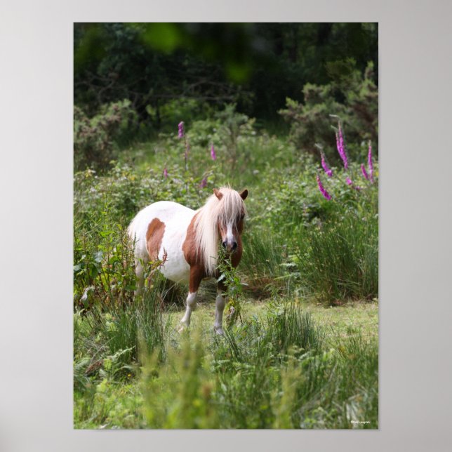 Affiche Bob Langrish | Shetland Pony Debout De Fleurs (Devant)