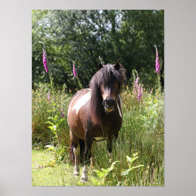 Affiche Bob Langrish | Shetland Pony Debout De Fleurs (Devant)
