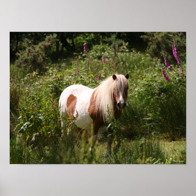Affiche Bob Langrish | Shetland Pony Debout En Fleurs (Devant)