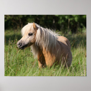 Affiche Bob Langrish Shetland Pony debout en herbe longue