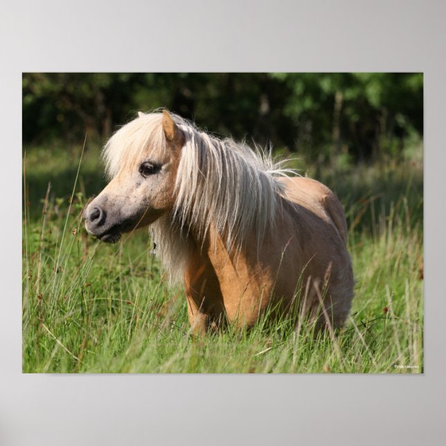 Affiche Bob Langrish Shetland Pony debout en herbe longue (Devant)