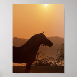 Affiche Bob Langrish Silhouette Rocky Mountain Horse