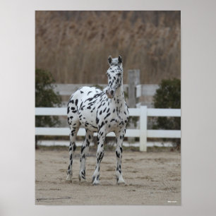 Affiche Bob Langrish   Spotty Appaloosa Friesian Standing
