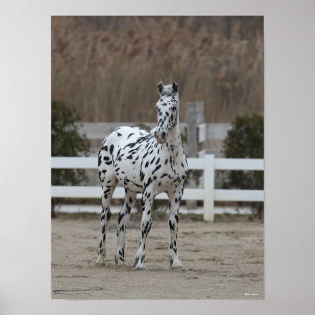 Affiche Bob Langrish | Spotty Appaloosa Friesian Standing (Devant)