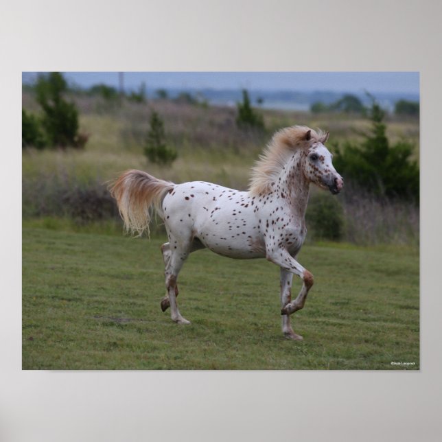 Affiche Bob Langrish | Spotty Pony Of America (Devant)
