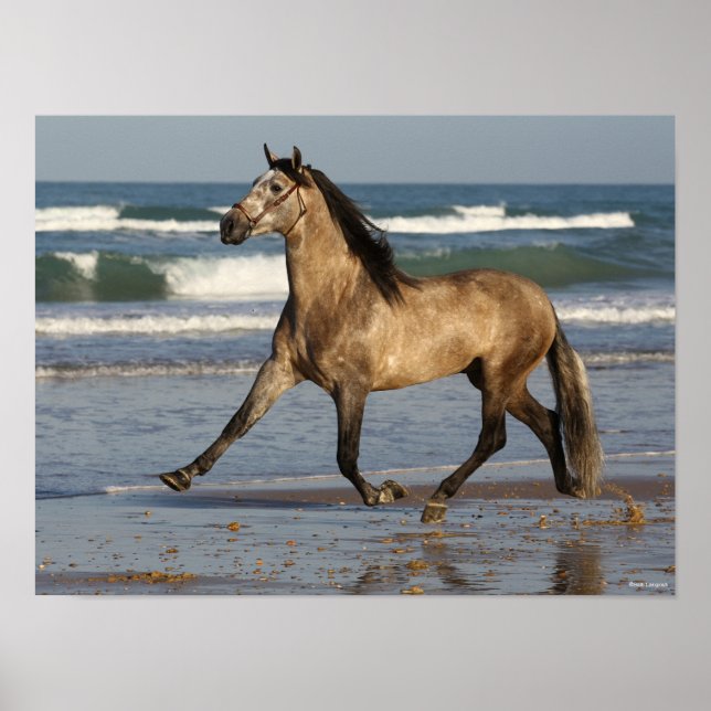 Affiche Bob Langrish Stallion Andalou Courir Sur La Plage (Devant)