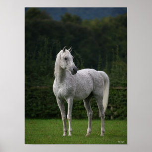 Affiche Bob Langrish   Stallion arabe gris debout