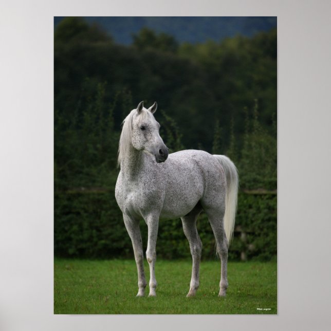 Affiche Bob Langrish | Stallion arabe gris debout (Devant)