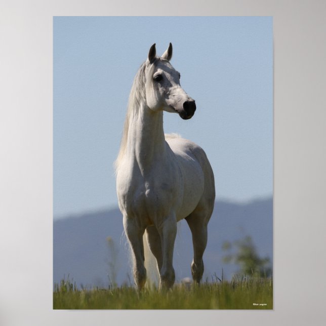 Affiche Bob Langrish | Stallion arabe gris debout (Devant)