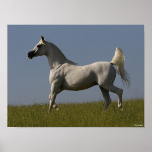 Affiche Bob Langrish   Stallion arabe gris en campagne