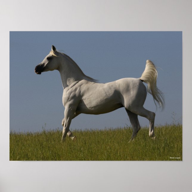 Affiche Bob Langrish | Stallion arabe gris en campagne (Devant)