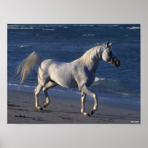 Affiche Bob Langrish   Stallion Arabe Gris Marchant Sur La