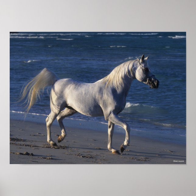 Affiche Bob Langrish | Stallion Arabe Gris Marchant Sur La (Devant)