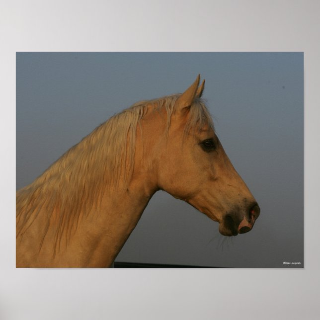 Affiche Bob Langrish | Tennessee Walker Misty Headshot (Devant)