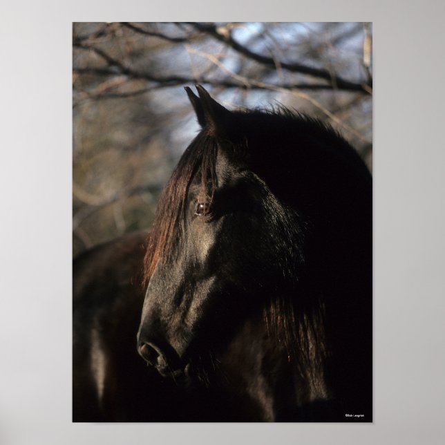 Affiche Bob Langrish | Tennessee Walker noir (Devant)