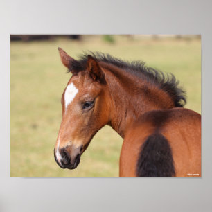 Affiche Bob Langrish   Tête de poulain bai Warmblood