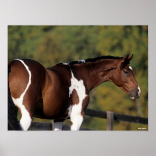 Affiche Bob Langrish   Tête de tête Pinto Warmblood Stan