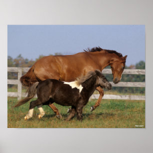 Affiche Bob Langrish   Thoroughbred et Shetland Pony