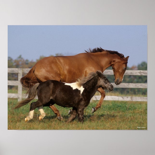 Affiche Bob Langrish | Thoroughbred et Shetland Pony (Devant)