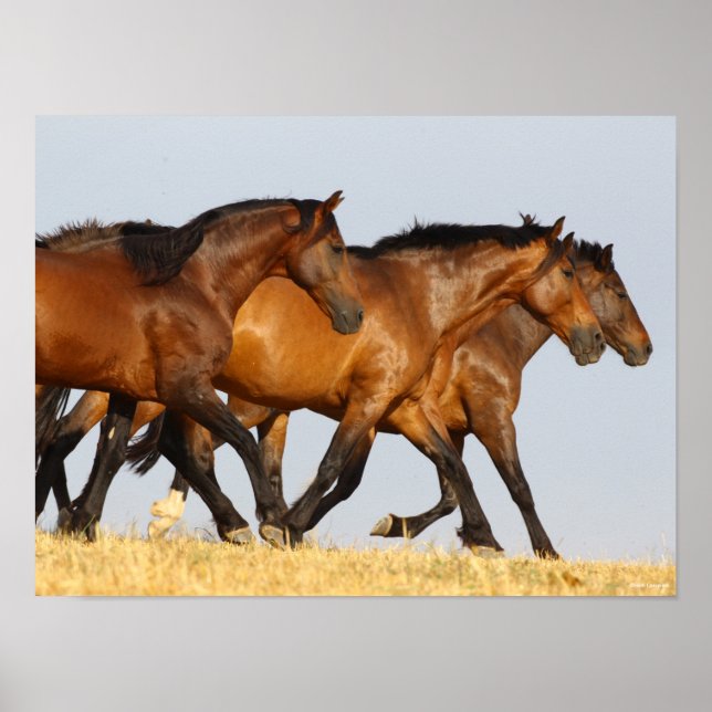 Affiche Bob Langrish | Three Andalucian Mares Running (Devant)