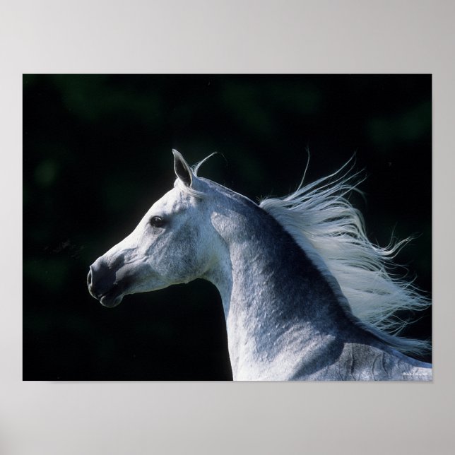 Affiche Bob Langrish | Tirage arabe gris 3 (Devant)