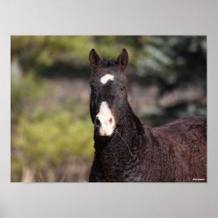 Affiche Bob Langrish   Tirage de Bashkir Curly Mare