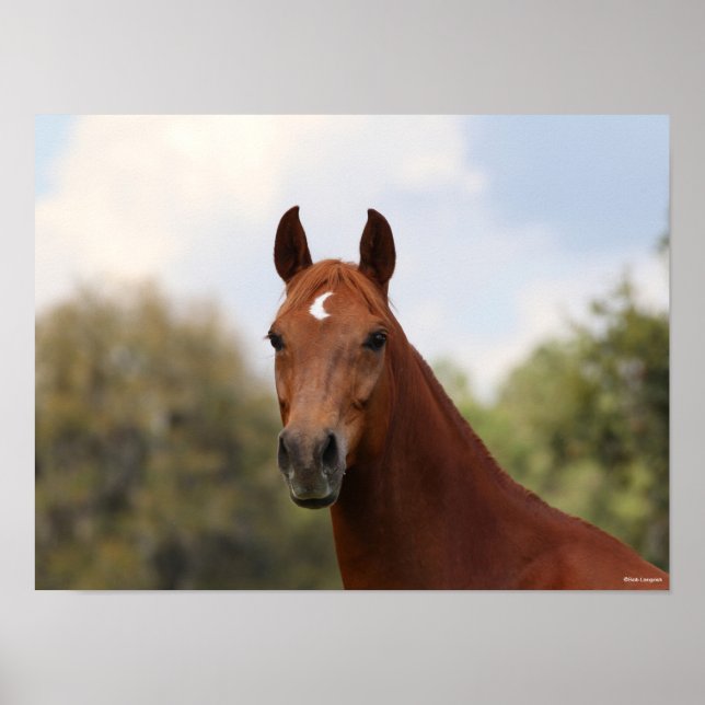 Affiche Bob Langrish | Tirage de châtaignier Oldenburg (Devant)