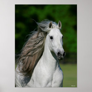 Affiche Bob Langrish   Tirage d'un stallion andalou gris