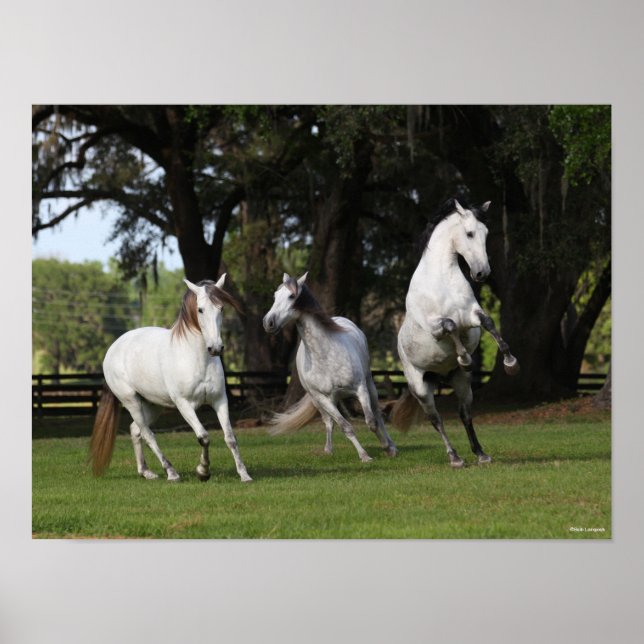 Affiche Bob Langrish | Trois Andalous gris sautant (Devant)