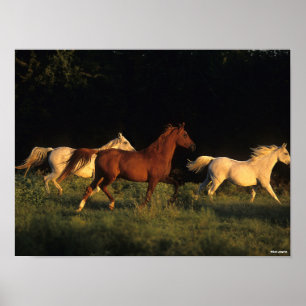 Affiche Bob Langrish Trois Arabes Courir Dans La Lumière 